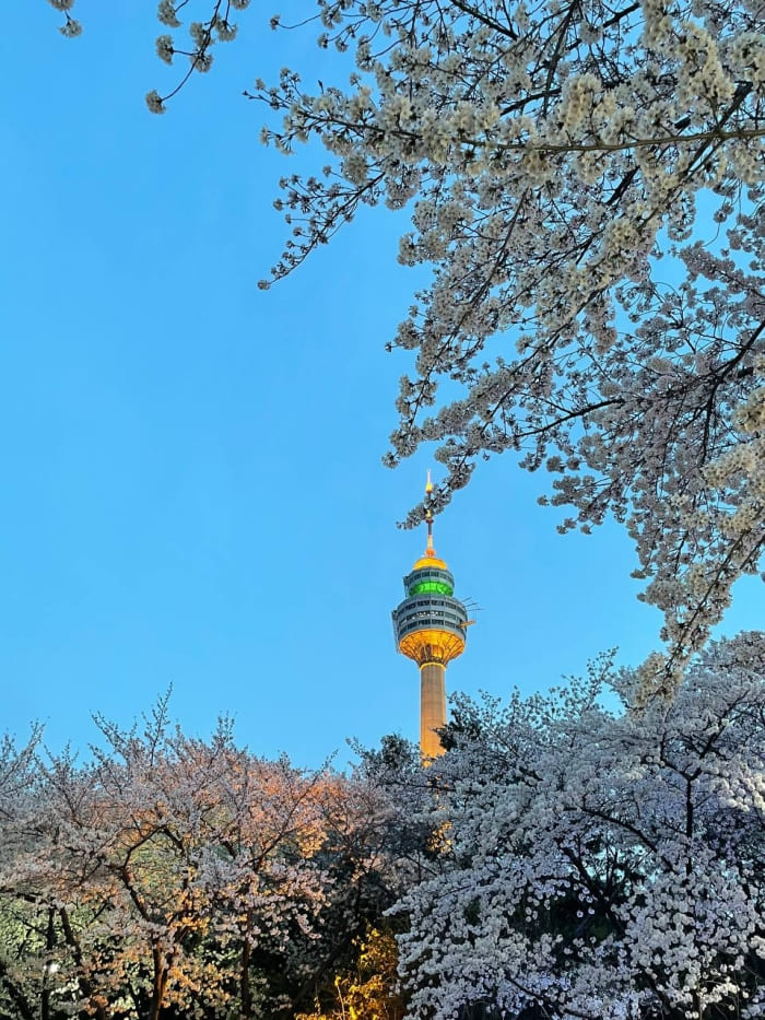 이월드 벚꽃