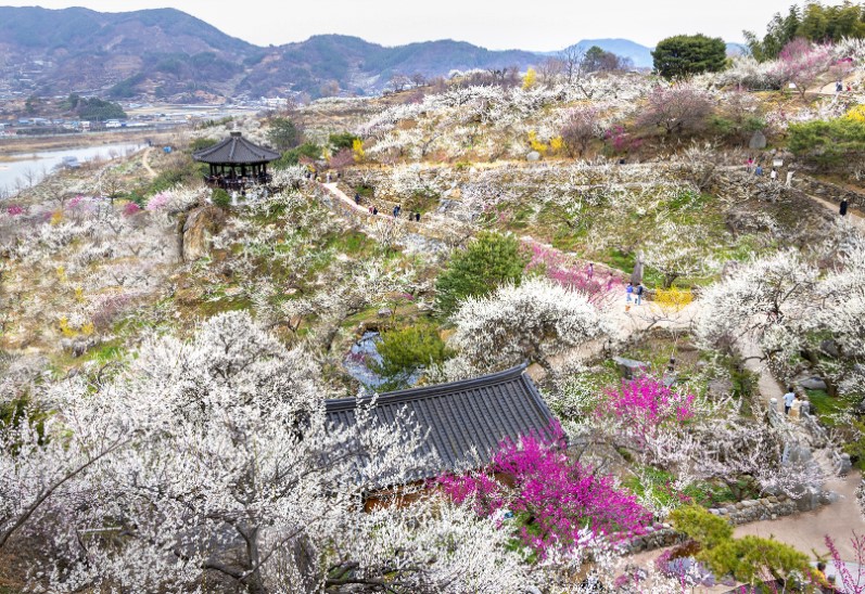 광양 매화 축제 기본정보 입장료 프로그램 주차장 총정리