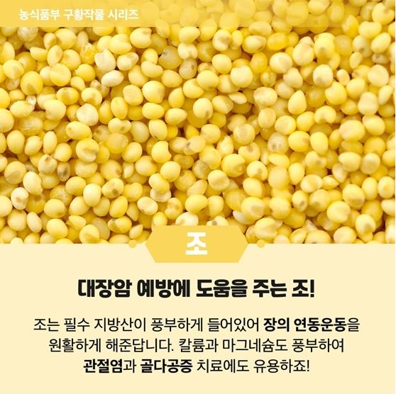 옥수수와 옥수수 가루 추억 // 손자에게 보내는 편지 (제375호) 14
