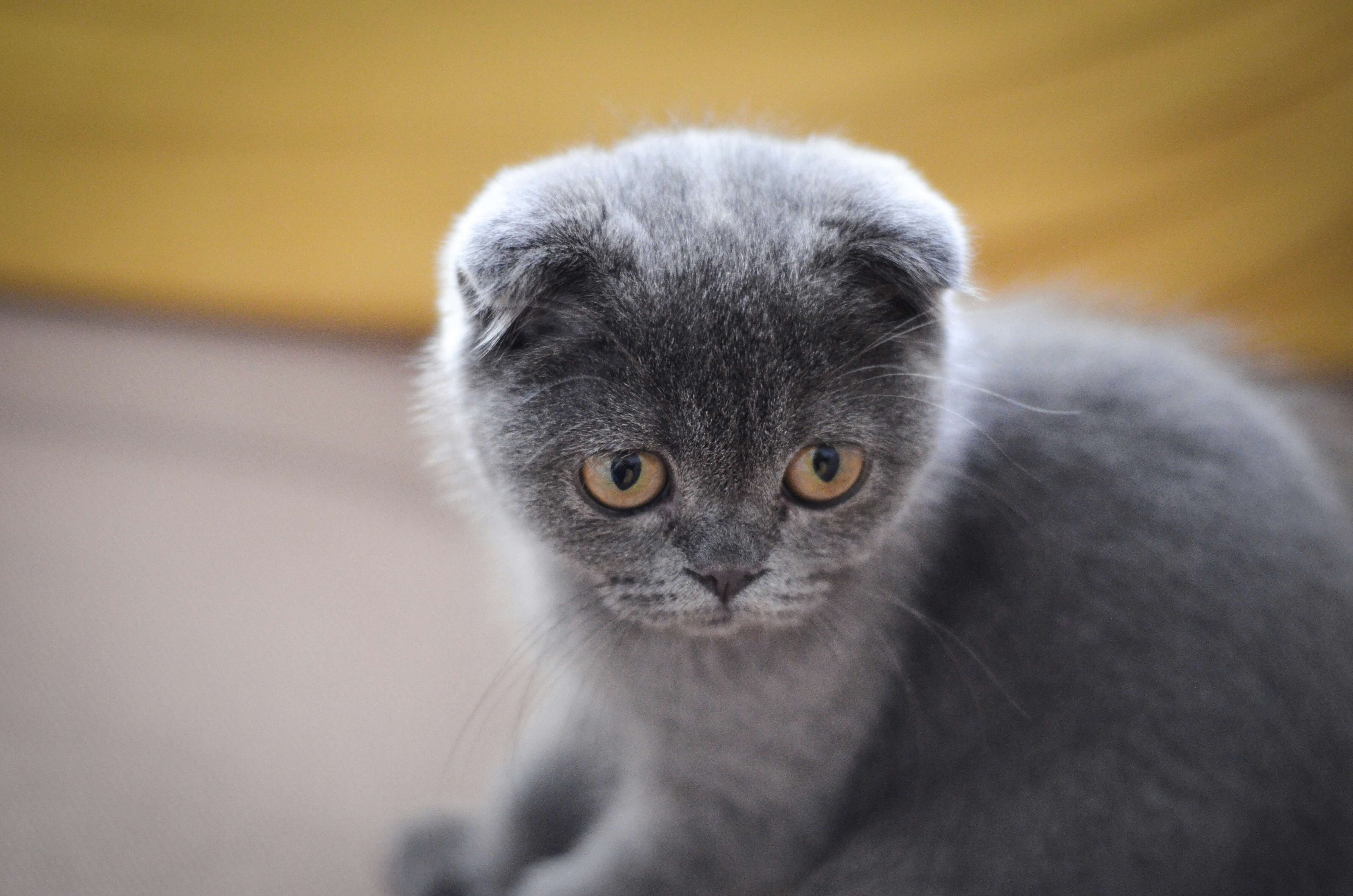 스코티쉬-폴드-고양이