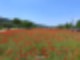꽃양귀비 [ 울산 여행 ] 한 폭의 수채화♥ 양귀비와 49