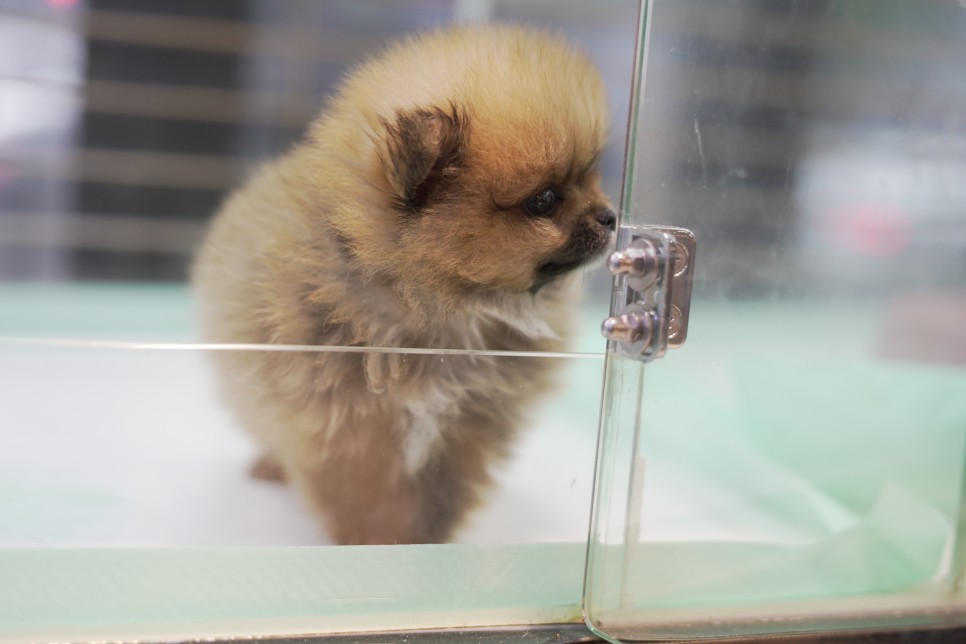 놀라운 외모 일산 강아지 분양 셀포메라니안 6