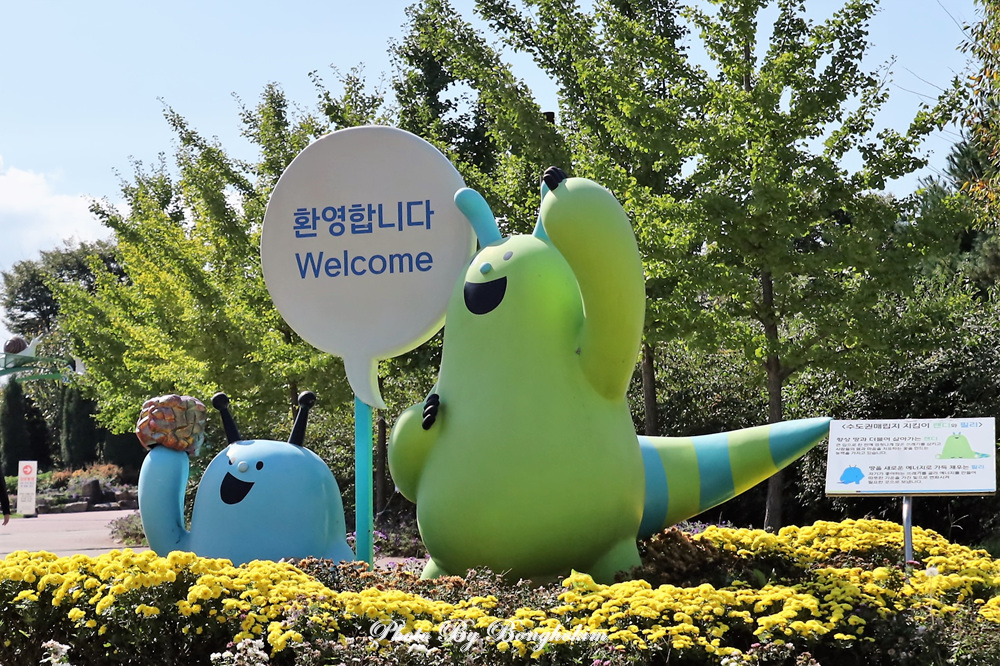  드림파크야생화단지 노오란 가을 국화꽃