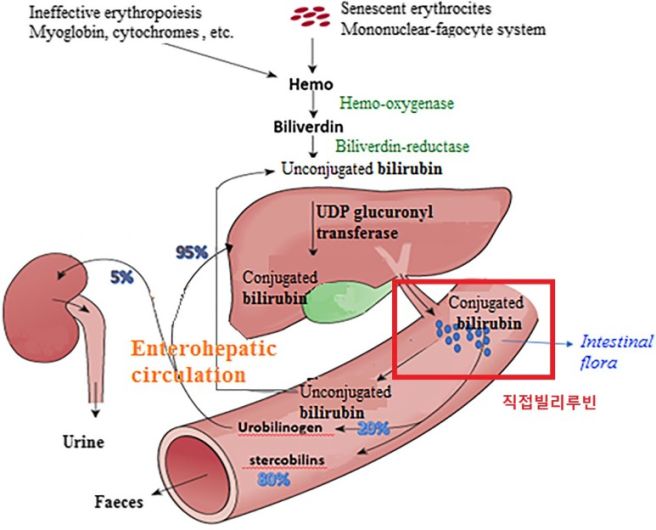 bilirubin 수치