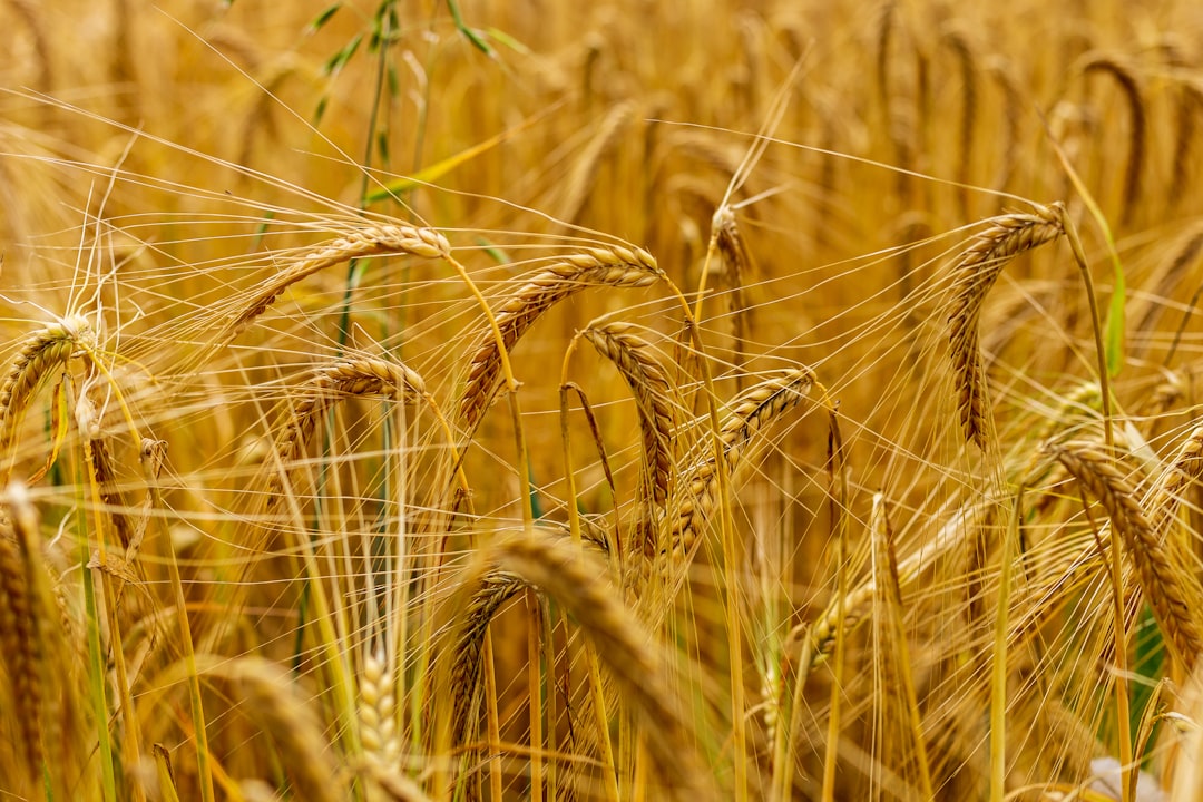 Grain
