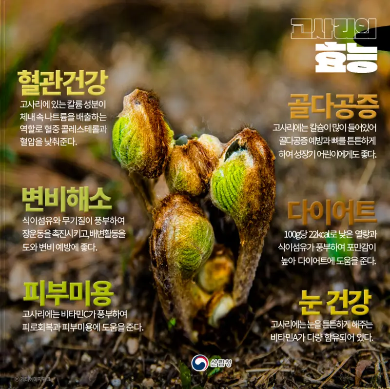 고사리의 건강 효능[ 출처: 산림청]