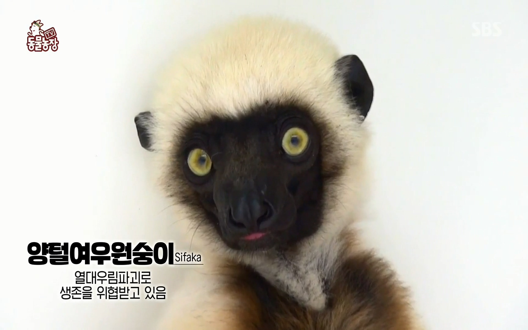 TV 동물농장.E1066.220424p.H264-F1RST.mp4_20220424_194529.281.jpg