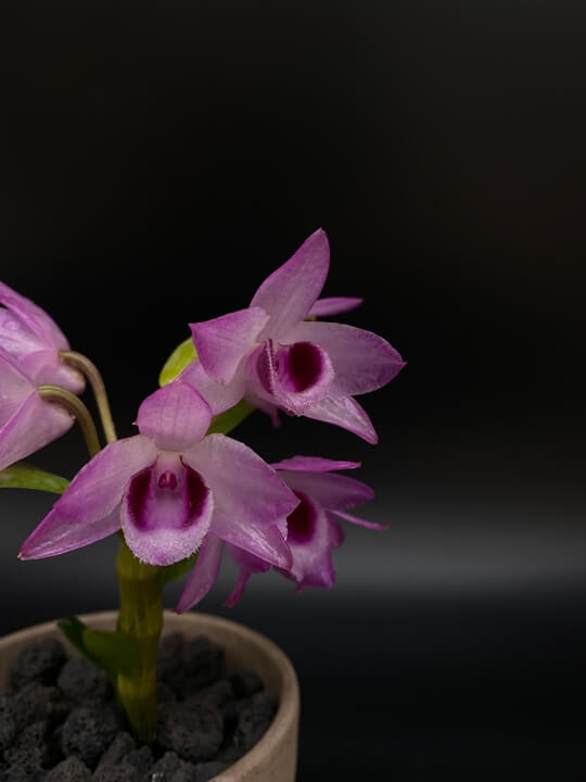 Dendrobium Hsinying Anosweetscent 꽃 사진