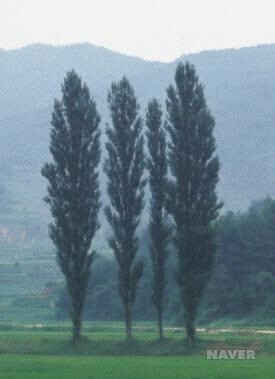 포플러(poplar) 이미지