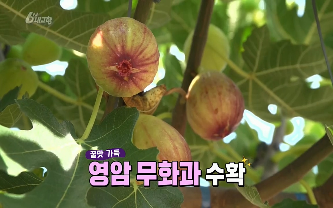 6시 내고향.E7602.220824p.H264-F1RST.mp4_20220825_171304.784.jpg