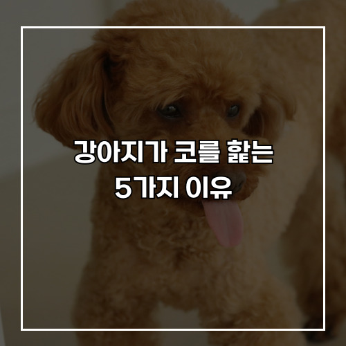 강아지가 코를 핥는 5가지 이유