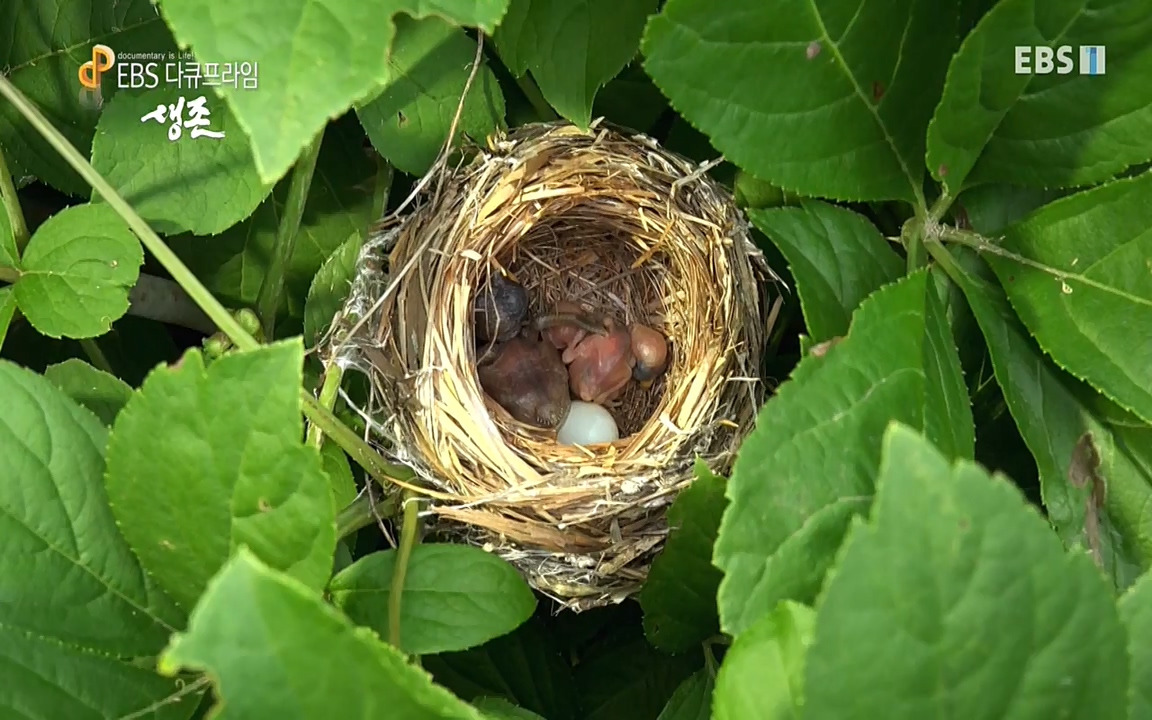 생존 3부_ EBS 다큐프라임_ 220629.avi_20220701_210751.869.jpg