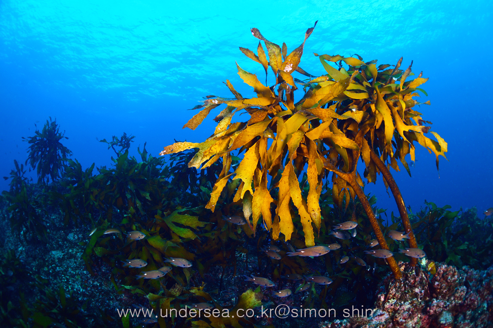 독도의 대황(Eisenia bicyclis in Dokdo, East sea of Korea)