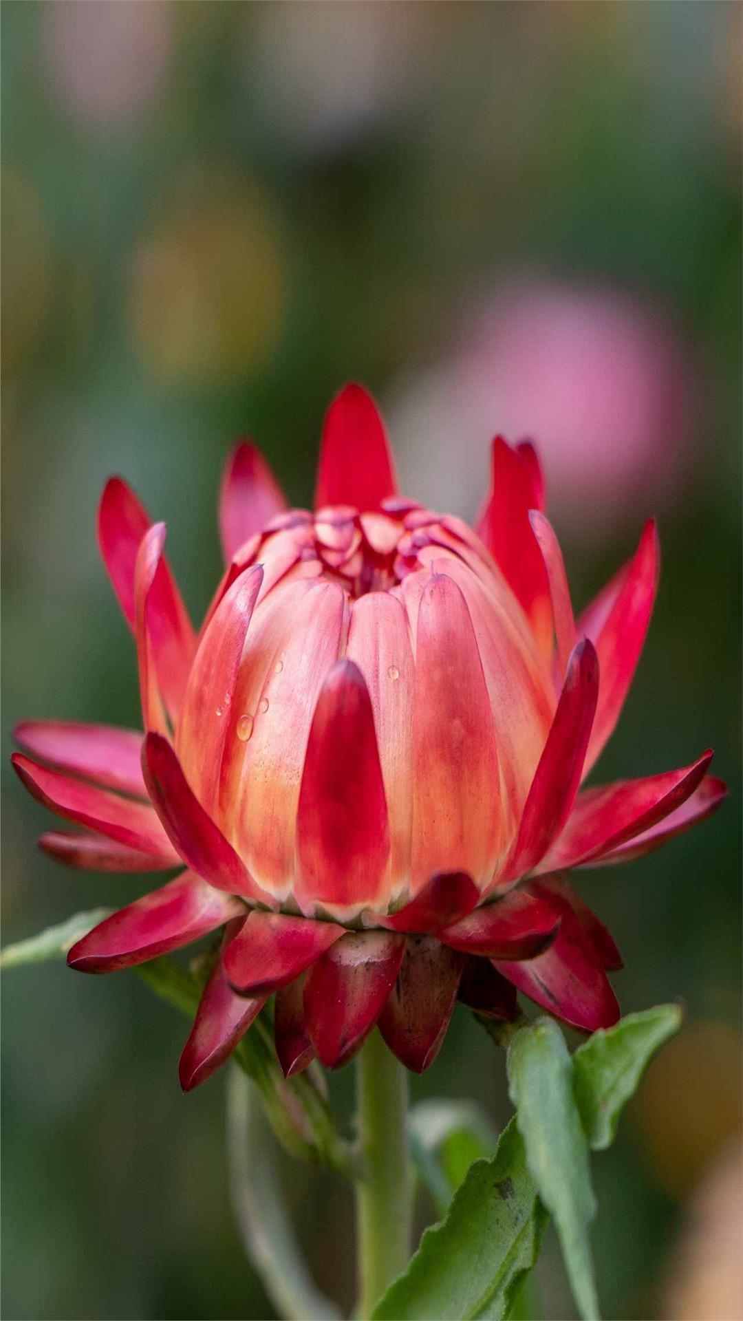 Dahlia Flower iPhone Wallpaper