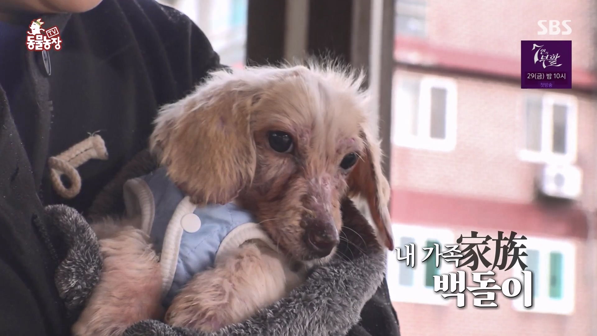 TV 동물농장.E1164.240324p-NEXT.mp4_20240324_170620.229.jpg