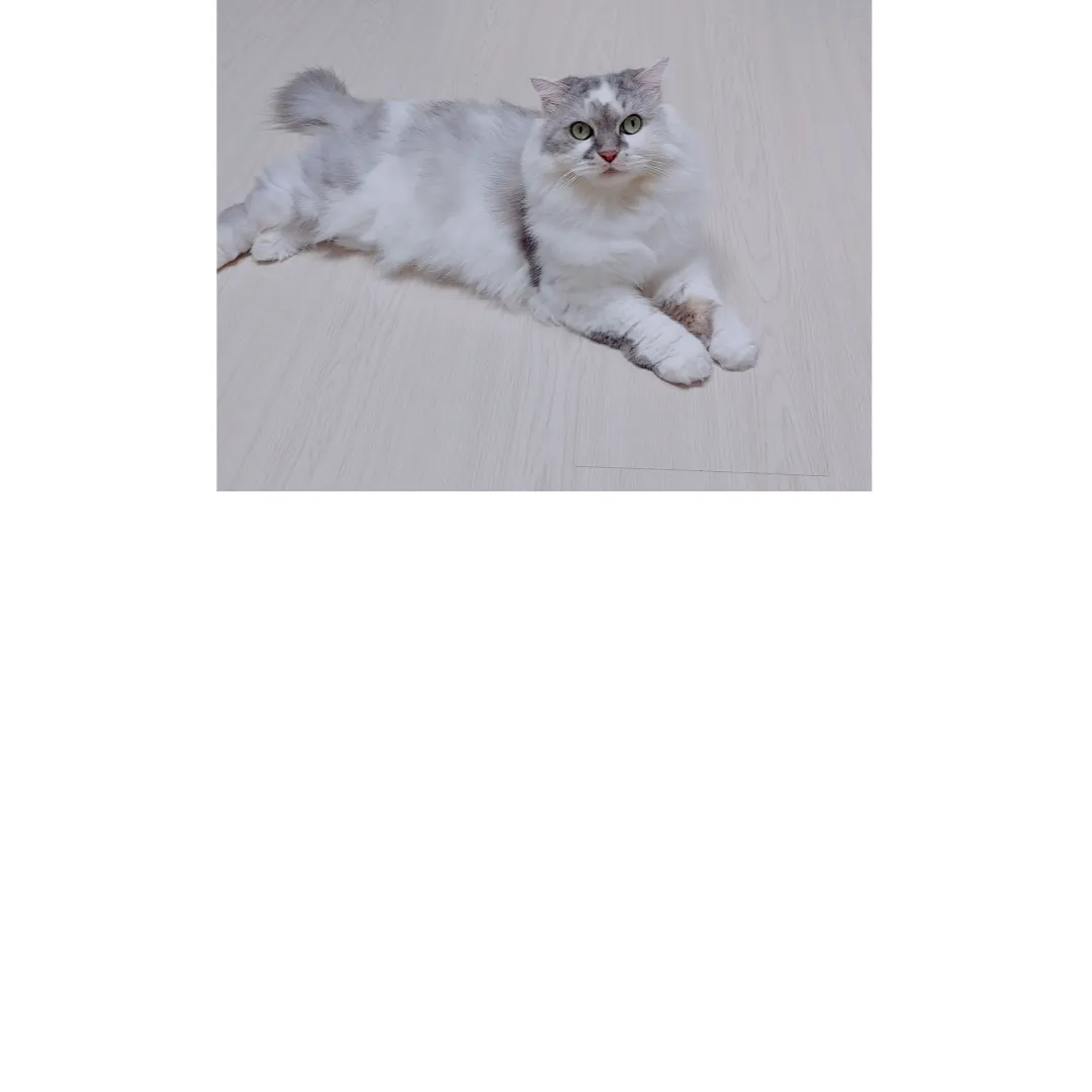 고양이