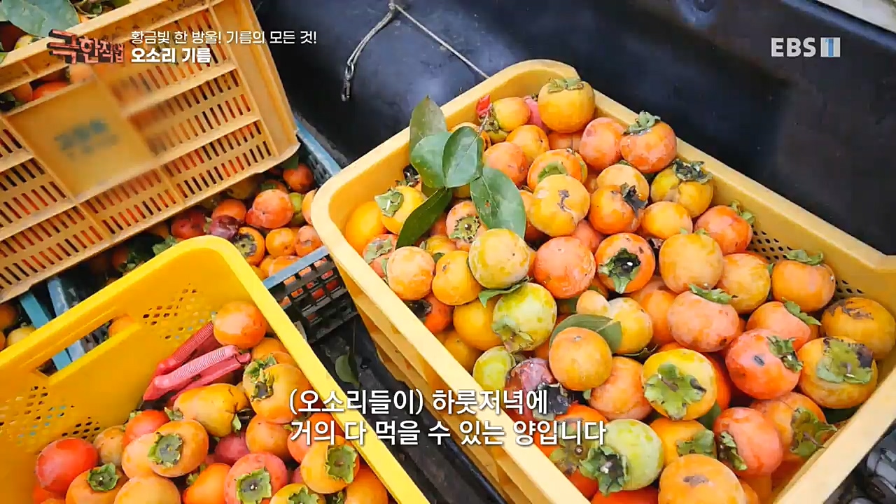 TV - 교육의 중심 EBS황금빛 한 방울! 기름의 모든 것!.mp4_20221031_191543.976.jpg