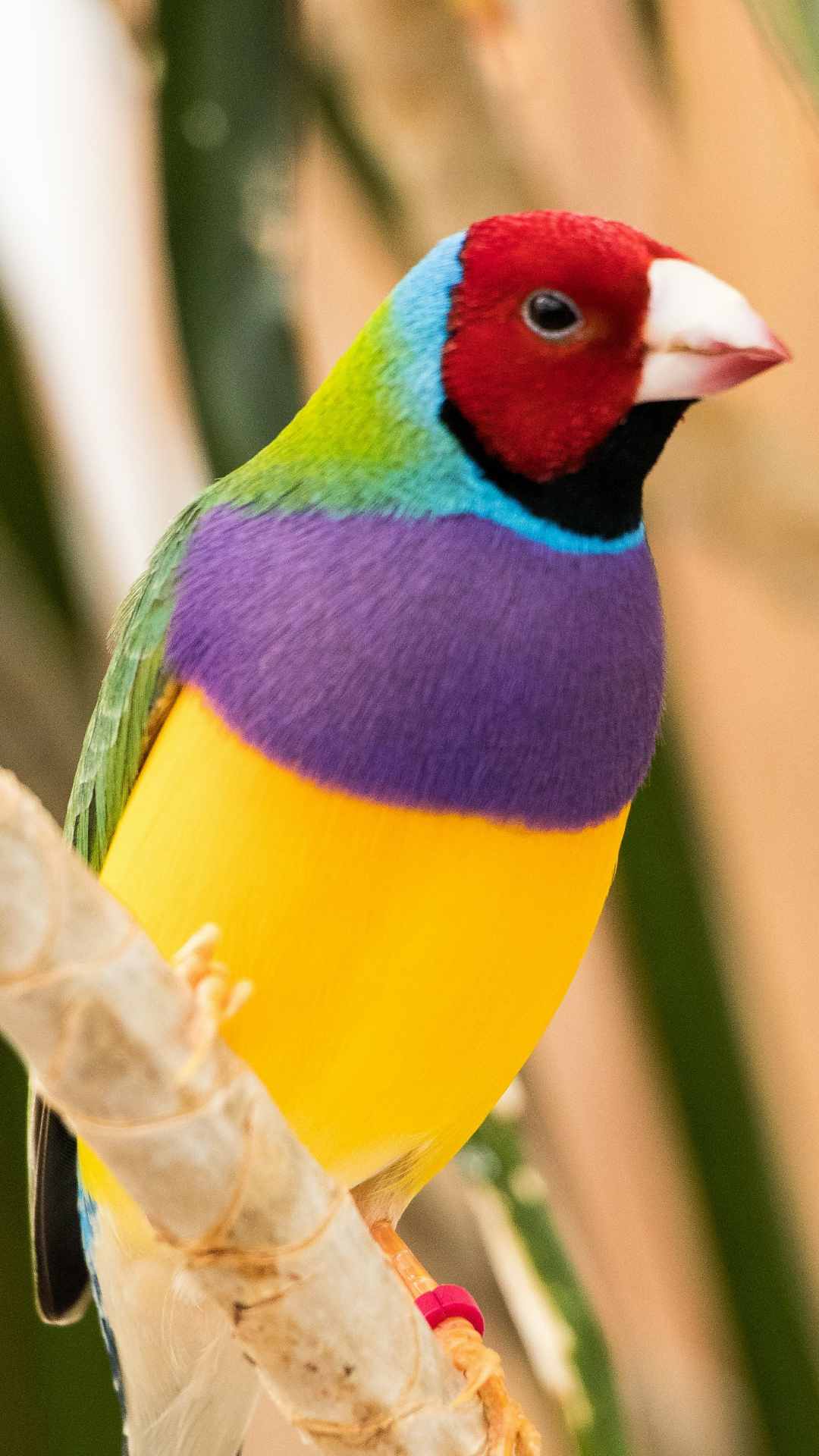 Small Bird Animal Photo iPhone Wallpaper