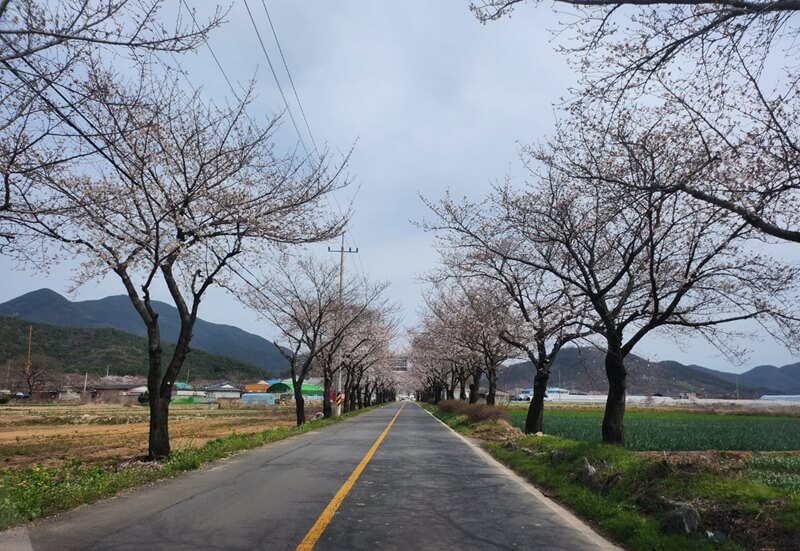 달창지-벚꽃길-가는길-사진2