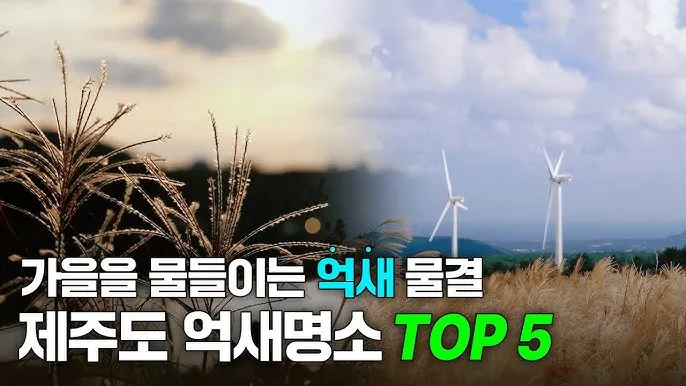 가을 감성 폭발하는 억새 명소 총정리 완벽 여행 가이드_4