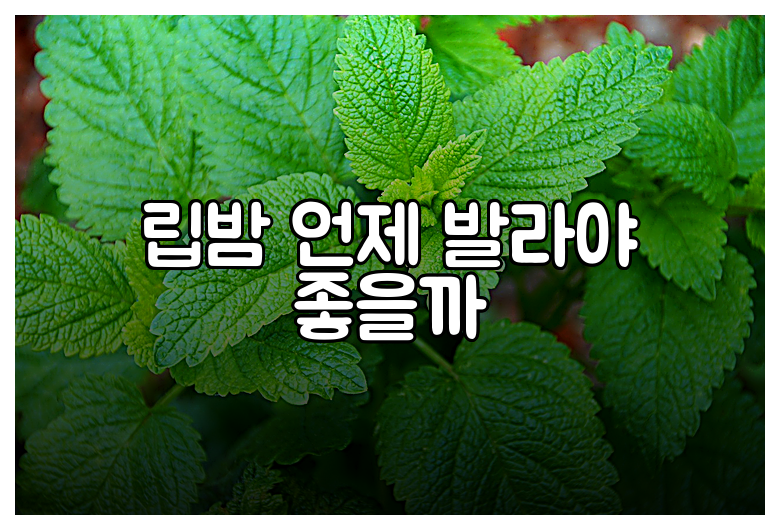 립밤 언제 발라야 좋을까
