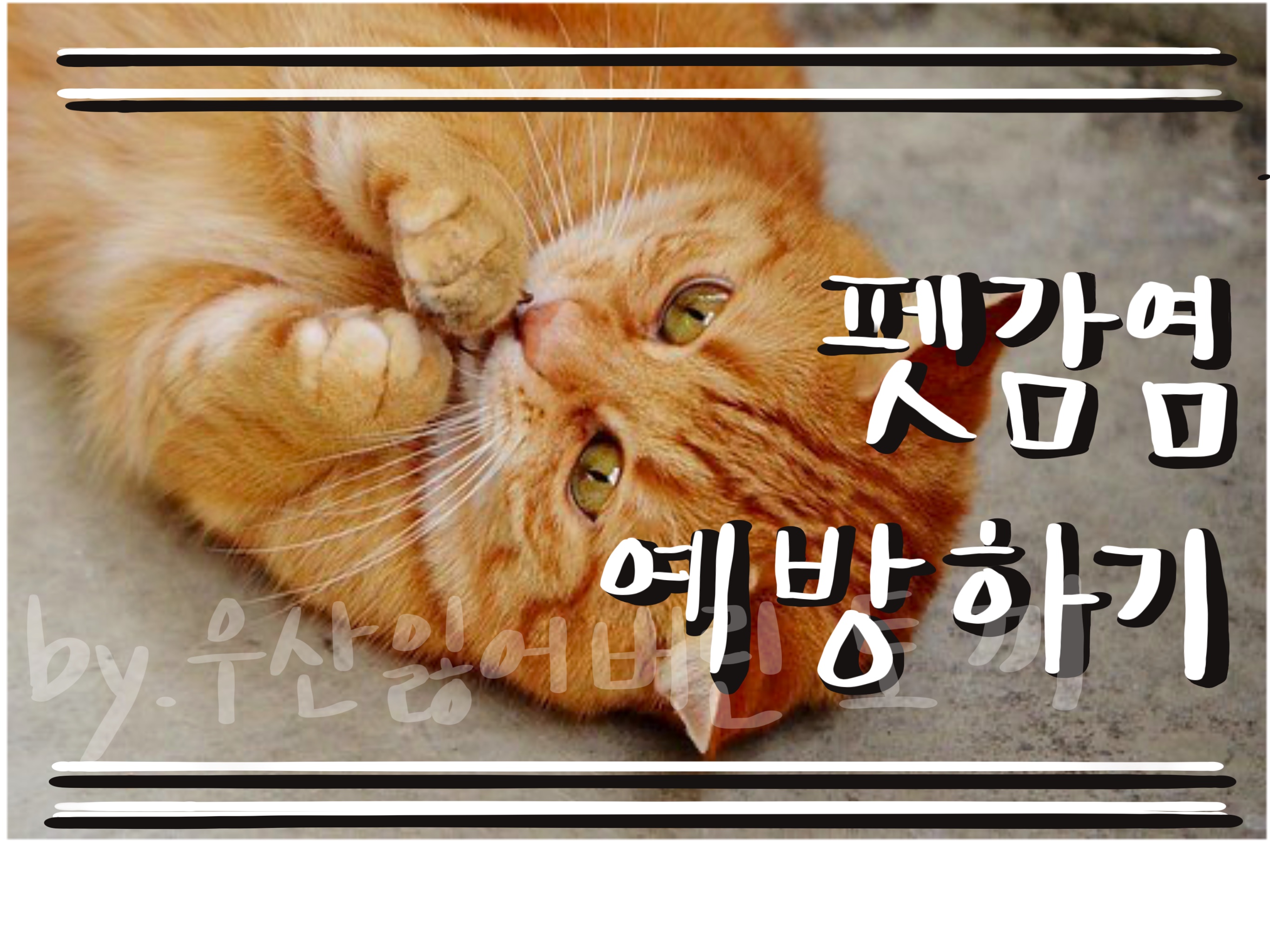  고양이,펫감염증 예방법