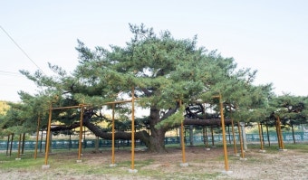 숲의 인터넷