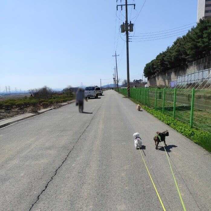 한적한 길에서 강아지 세마리와 산책하고 있는 한 여자의 뒷모습