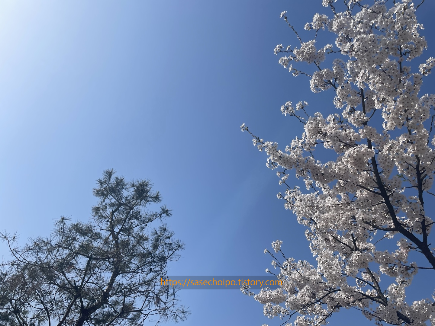 벚꽃 사진