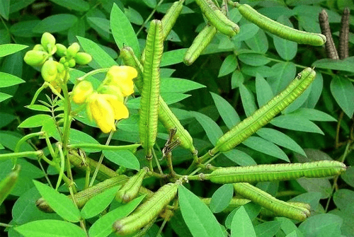 결명자차효과1