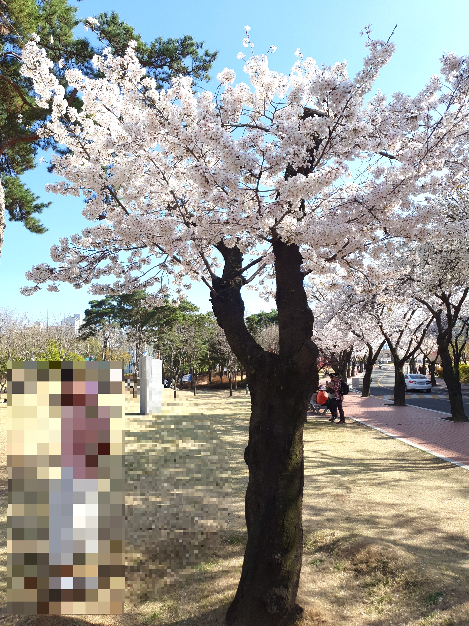 경북대학교 일청담 연못 주변 3