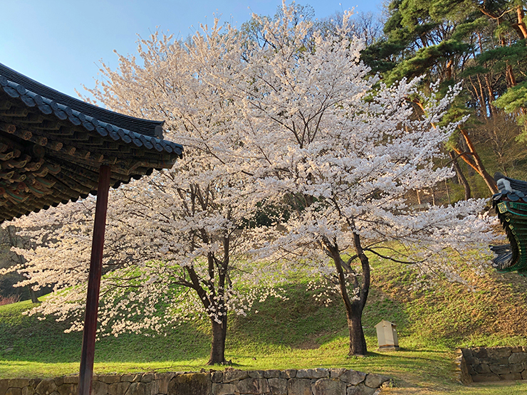 저무는-볕에-빛나는-벚꽃