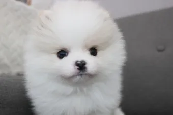 포메라니안 분양가 성격 특징 장단점 사료추천 가격_23