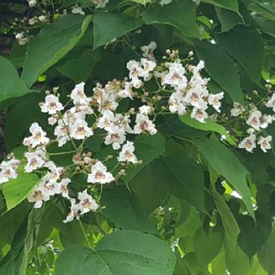 Gae Paulownia-이미지