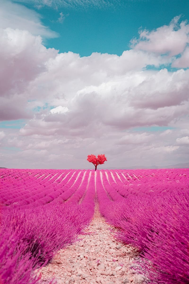 코튼캔디 핑크 색조의 프랑스의 숨 막히는 광경 Infrared Photos Capture Brea