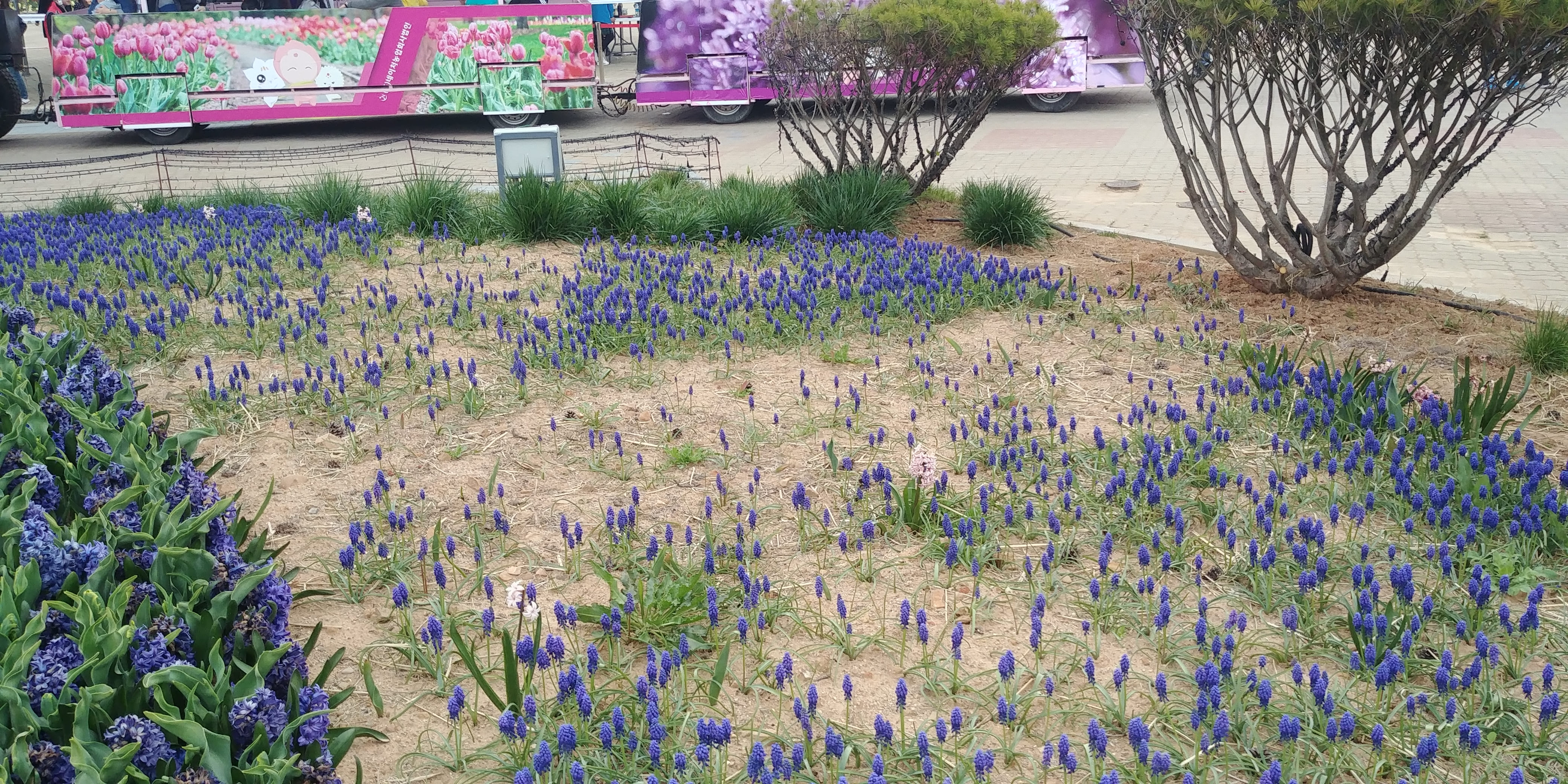 태안국제꽃박람회 튤립 모습