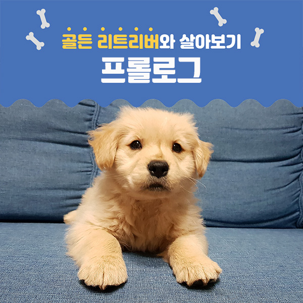  프롤로그...골든 리트리버와 함께 사는 이야기