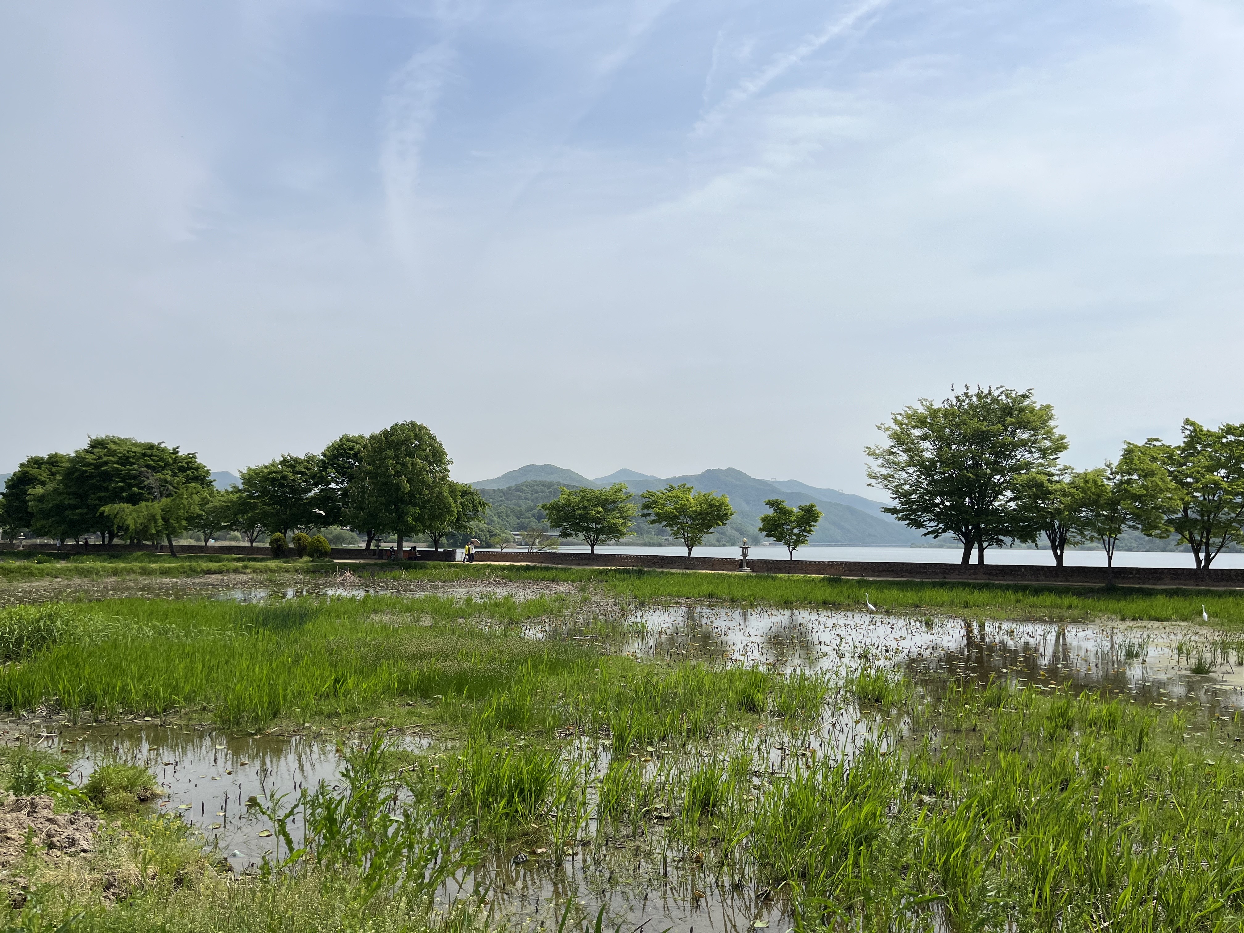 양평-두물머리-산책로