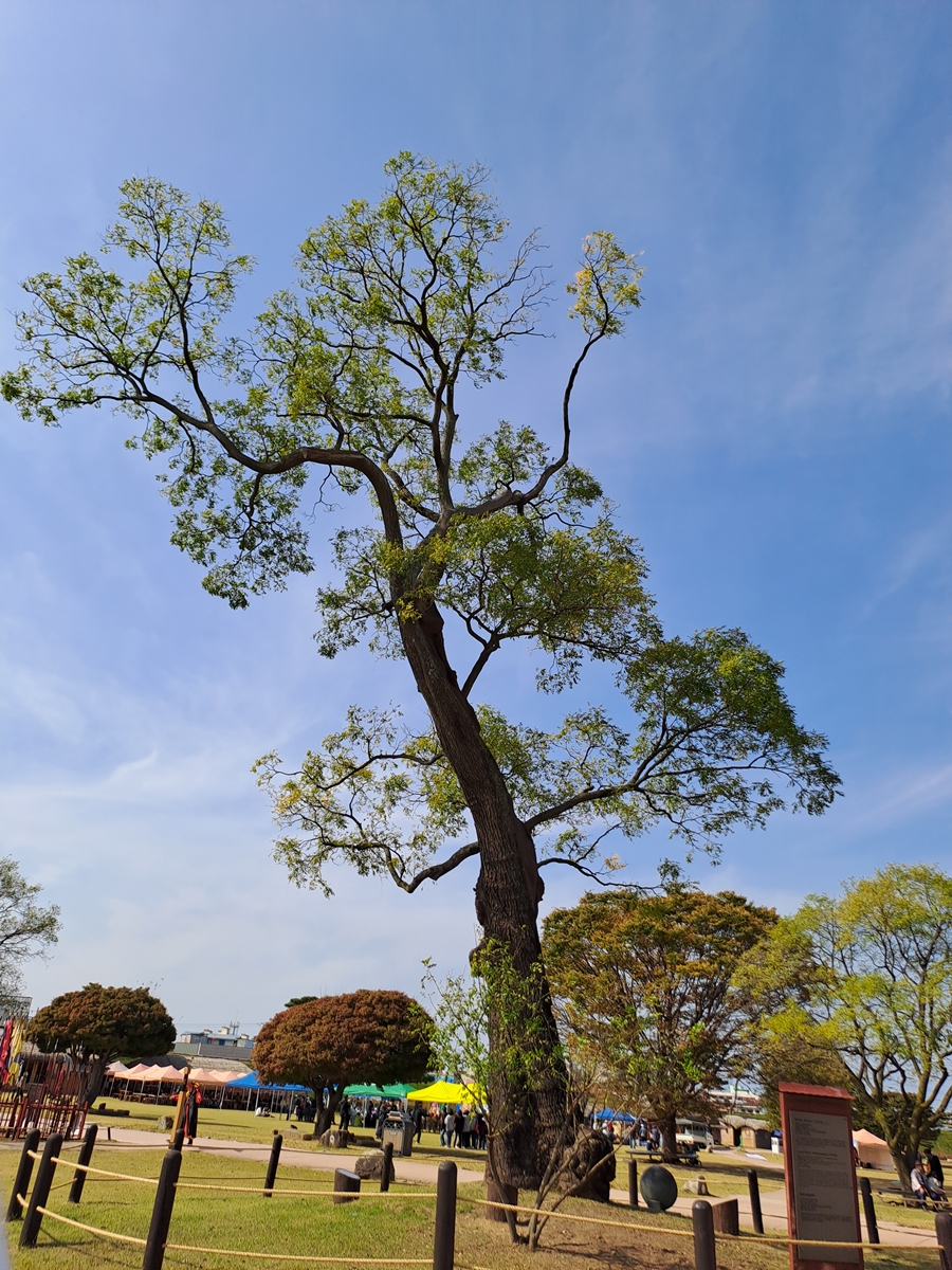 노거수-회화나무