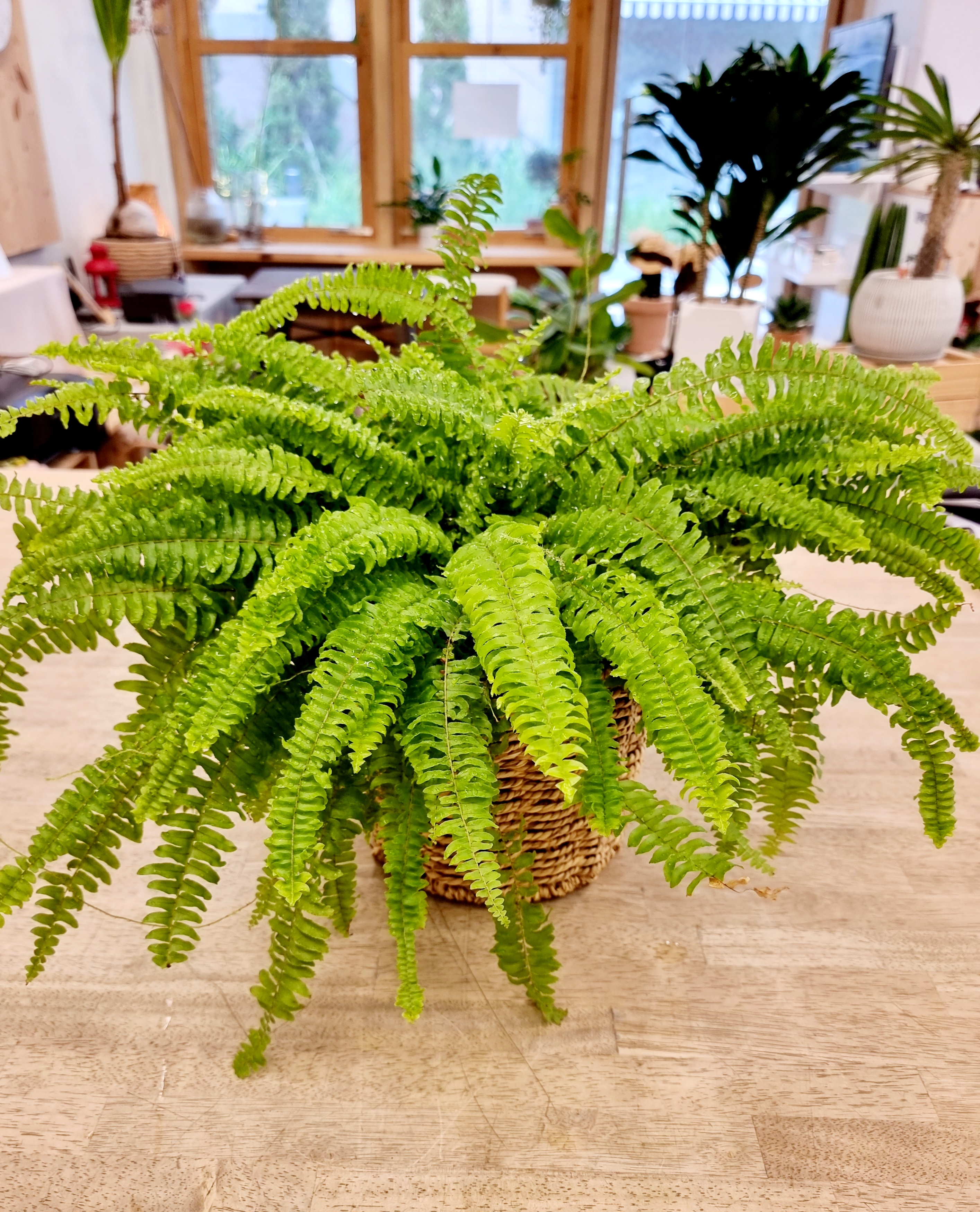 보스턴고사리&#44; boston fern