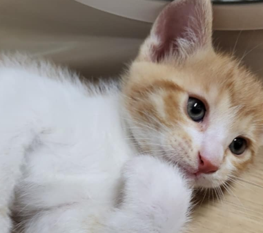  고양이 중성화 수술: 건강과 행복을 위한 필수 선택