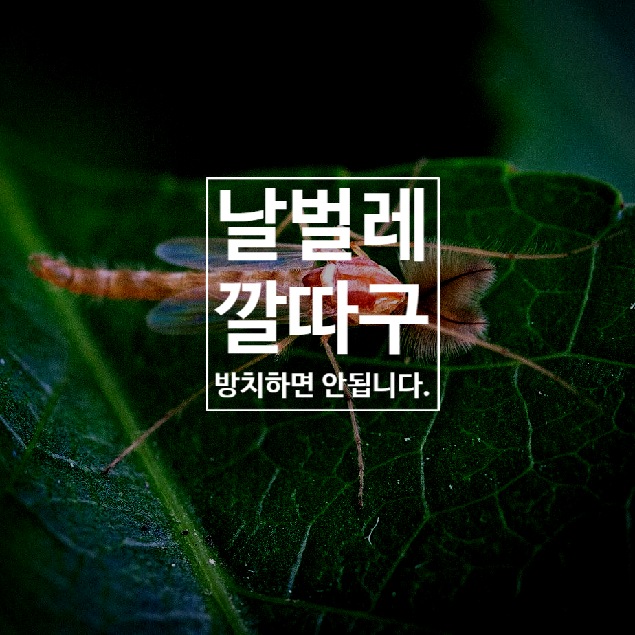  깔따구 하루살이의 정체(수돗물 발견)