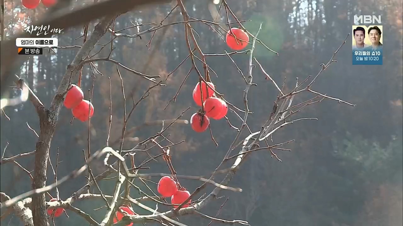 나는 자연인이다.E531.221208p.H264-F1RST.mp4_20221208_204237.606.jpg