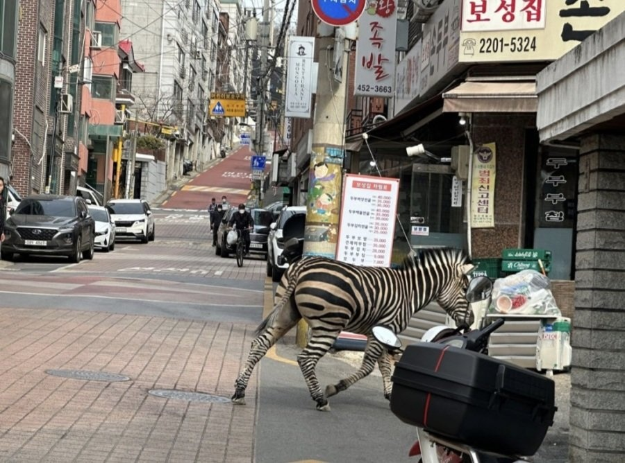 어린이대공원을 탈출한 얼룩말