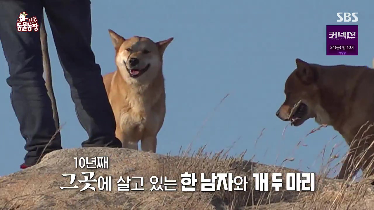 TV 동물농장.E1172.240520p-NEXT.mp4_20240519_162606.745.jpg