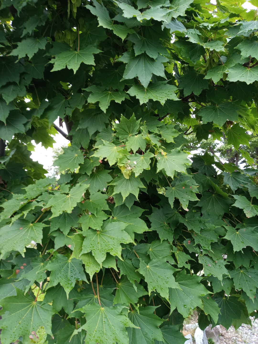 우산고로쇠