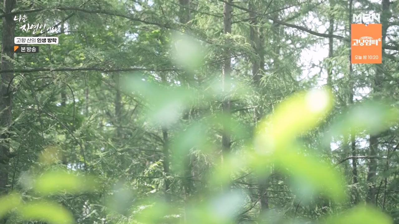 나는 자연인이다.E568.230824p-NEXT.mp4_20230824_203301.061.jpg