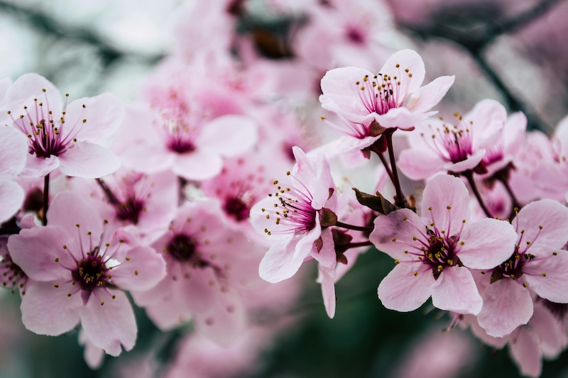 아름다운 벚꽃 사진