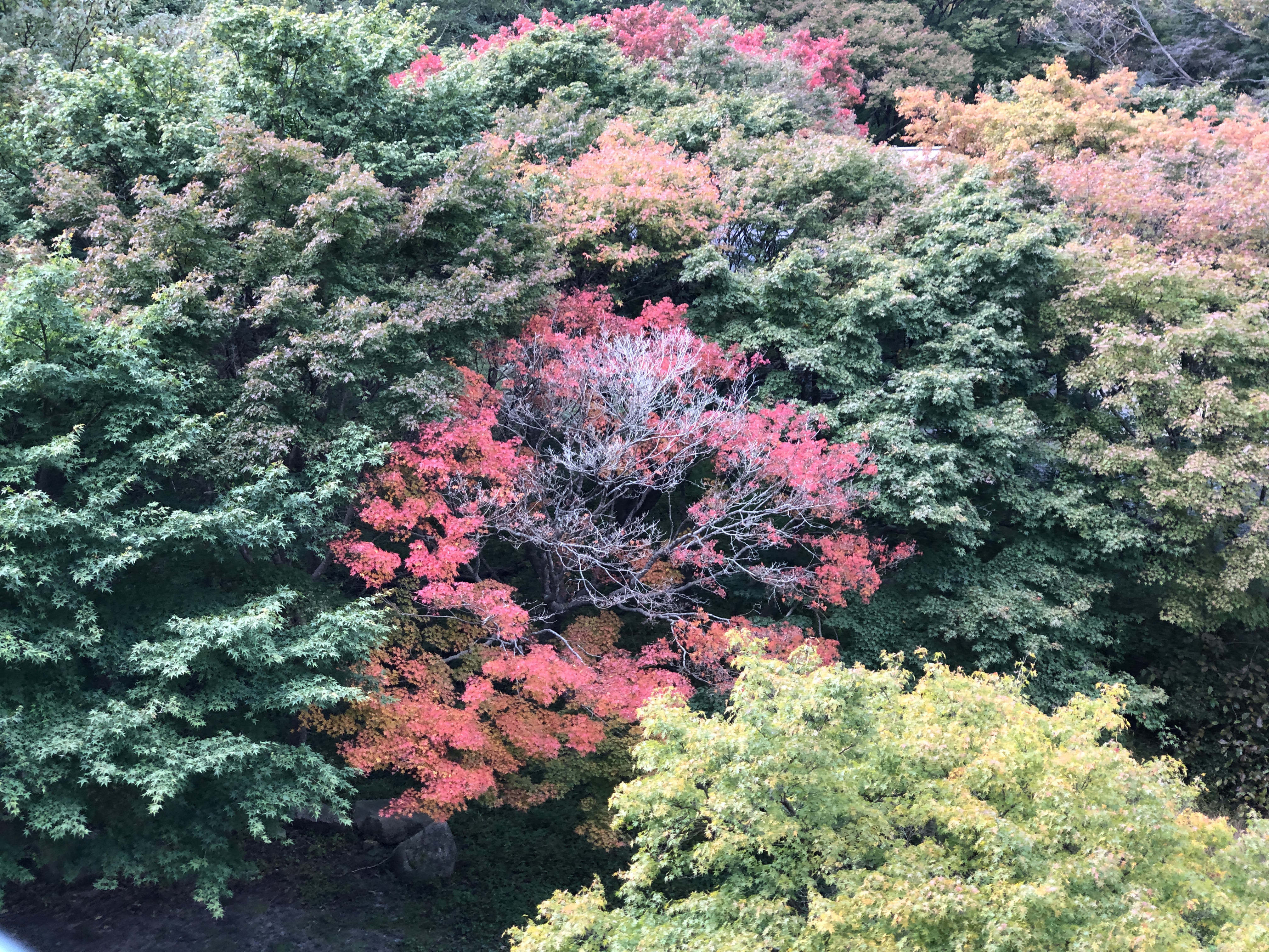 민수랜드-정읍 내장산 케이블카 단풍