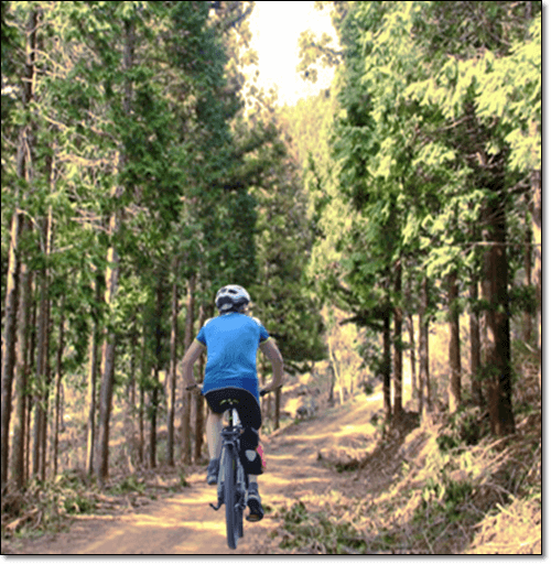 피톤치드 효능 및 산림욕 효과&#44; 자전거 하이킹